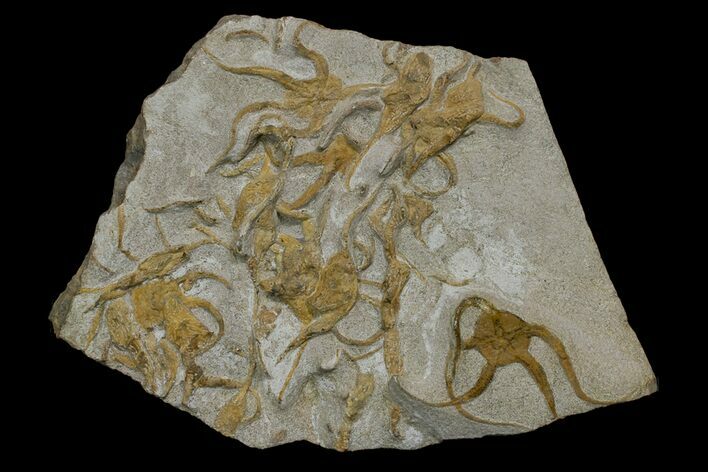 Wide, Ordovician Brittle Star & Crinoid Plate - Morocco #170632